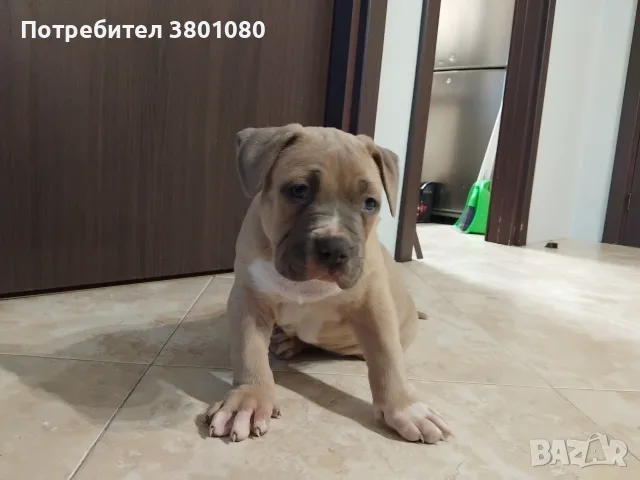 Американско були хл, снимка 6 - Други - 56646504