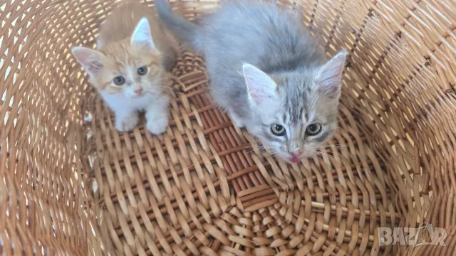 Ангорско Коте + Доставка €50. Домашни Котенца с Хигиенни Навици