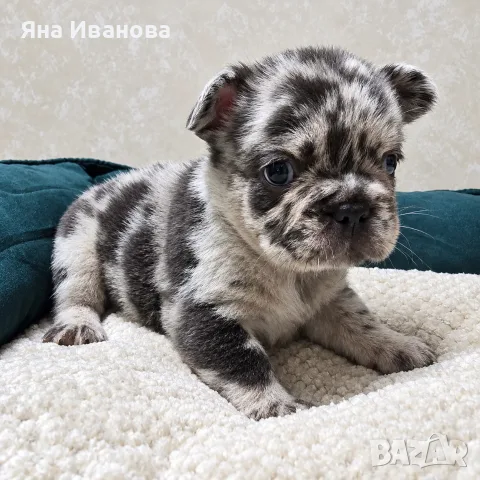 * Френчита Fluffy *