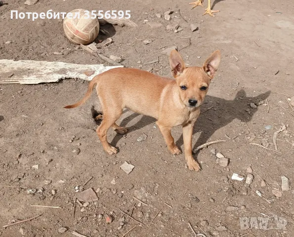 Пинчер         ., снимка 2 - Пинчер - 56552362