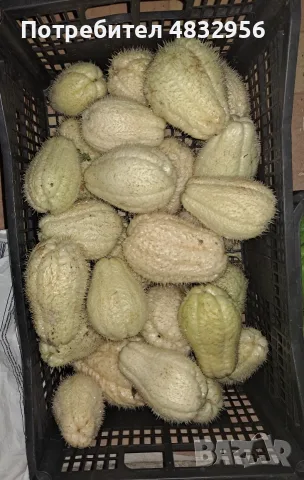 Мексикански краставици (Чайот), снимка 2 - Домашни продукти - 56646819