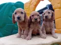 Английски кокер шпаньол, снимка 9