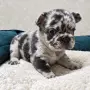* Френчита Fluffy *, снимка 1