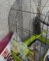 Клетка за папагал , снимка 3
