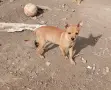 Пинчер         ., снимка 2