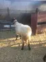 продавам млад коч, снимка 6
