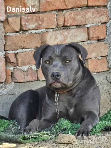 Питбул Блу нос/ Pitbull Blue nose, снимка 18 - Питбул - 56749748