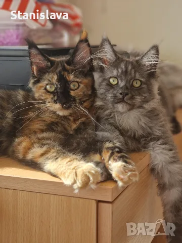 котенца Мейн Куун