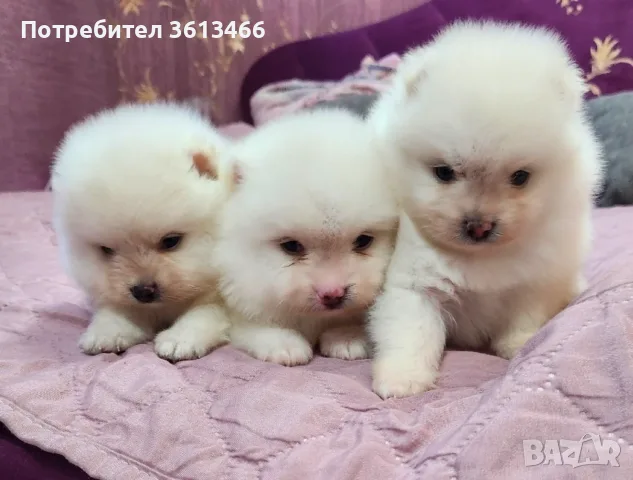 Померански шпиц чисто бели, снимка 2 - Померан - 56745146