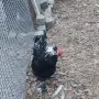 Продавам  петли, снимка 5