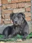 Питбул Блу нос/ Pitbull Blue nose, снимка 18