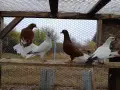 Турски   донеци  , снимка 2