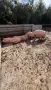 Угоени Свине Прасета, снимка 3