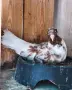 Промоция 2 чифта паламарски гълъби , снимка 4