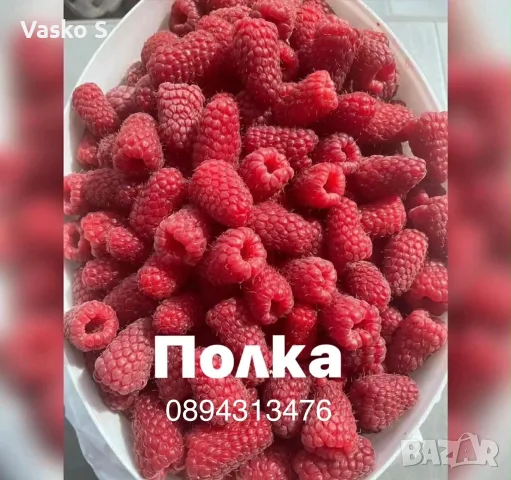 Разсад 2026г маточник, снимка 7 - Разсади - 56666373