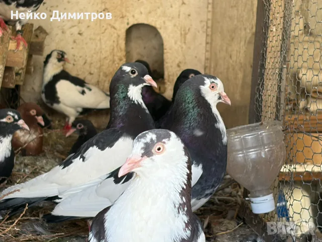Поморийски ролери акмани , снимка 2 - Гълъби - 56600892