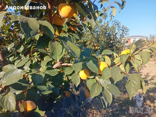 Райска ябълка - много едра  танинова!!!, снимка 11 - Градински цветя и растения - 56605042