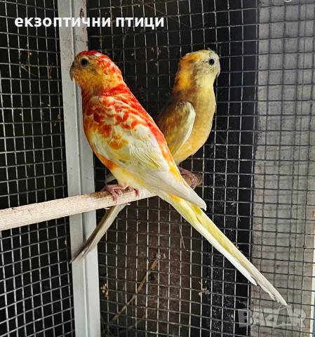 Продавам двойка Пойни 