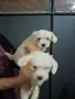 продавам малтийски болонки, снимка 6