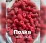 Разсад 2026г маточник, снимка 7