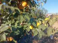 Райска ябълка - много едра  танинова!!!, снимка 11