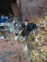 кученце търси приятел, снимка 3