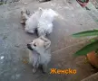 Немски шпиц - игриви , снимка 2