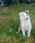 продавам кученца шелти, снимка 1