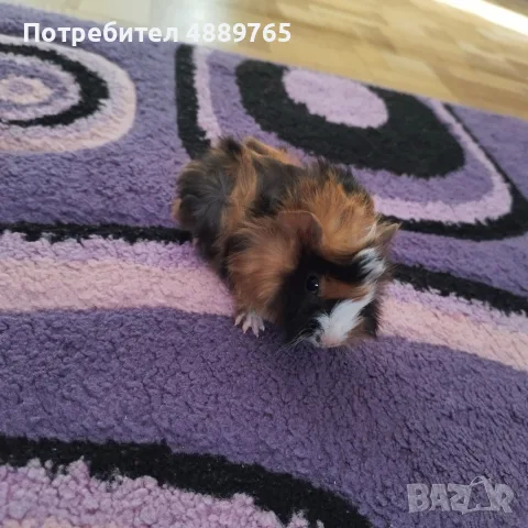 Морски свинчета