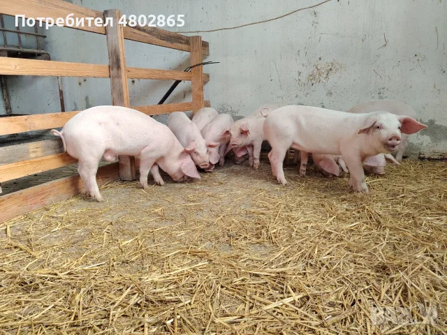 Малки прасенца 30/35 кг, снимка 2 - Други животни - 56599977