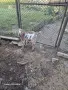 Продавам малки яренца , снимка 2