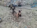 Белгийска овчарка, снимка 2