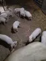 Прасета             . , снимка 2