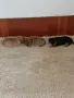 Пинчер +Джак ръсел , снимка 6