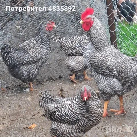 Амрок разплодни яйца, снимка 2 - За птици - 56682635