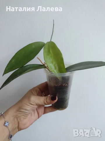 Хоя, Hoya cinnamomifolia, снимка 3 - Стайни растения - 56666295