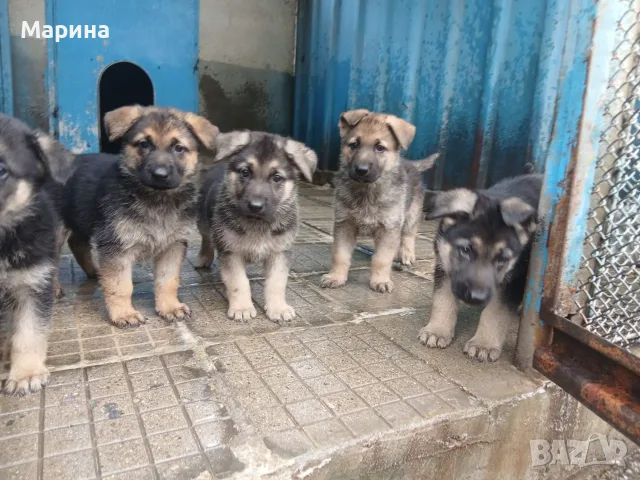 Кученца овчарки 