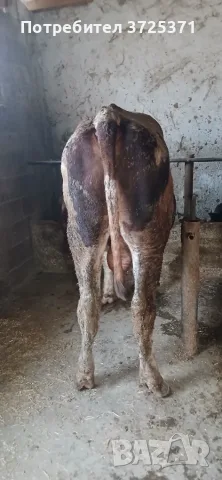 Продавам  мъжко теле, снимка 6 - Крави - 56575637