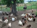 продавам пуйки пуяци, снимка 6