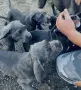 кученца кане корсо , снимка 3