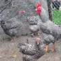 Амрок разплодни яйца, снимка 2