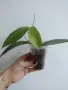 Хоя, Hoya cinnamomifolia, снимка 3