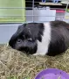 Морско свинче с клетка, снимка 3