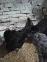 черен австролоп , снимка 3
