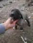 кангали мъжки и женски , снимка 2
