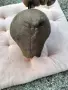 Стара голяма хлопка, снимка 6