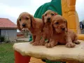 Английски кокер шпаньол, снимка 4