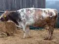 крави за клане 2 броя , снимка 1