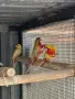 По договаряне! Розели, снимка 3
