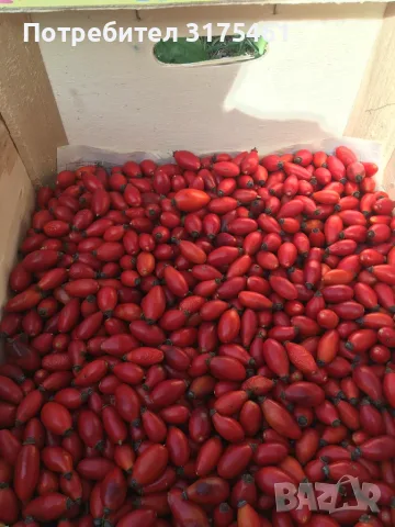 Суха Шипка плод, снимка 2 - Домашни продукти - 56232631